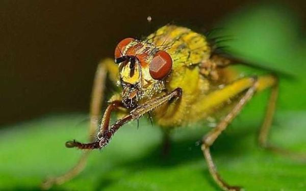 云南小排蜜蜂（云南小蜂蜂蜜功效）-第3张图片-新疆蜂业信息网