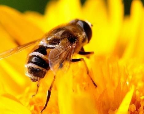 蜜蜂春繁喂蜂蜜好吗（蜜蜂春繁需喂什么营养品）-第1张图片-新疆蜂业信息网