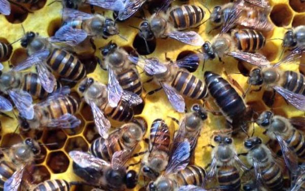 蜜蜂春繁喂蜂蜜好吗（蜜蜂春繁需喂什么营养品）-第3张图片-新疆蜂业信息网