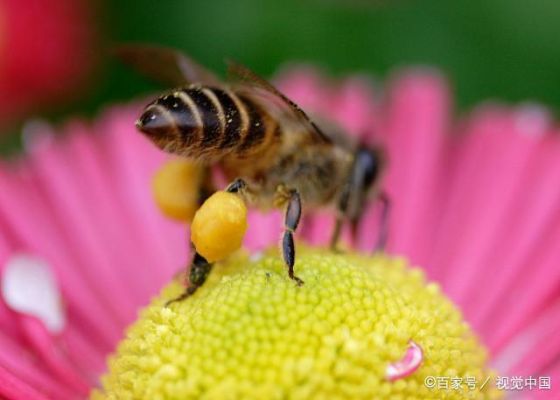 蜜蜂春繁喂蜂蜜好吗（蜜蜂春繁需喂什么营养品）-第2张图片-新疆蜂业信息网