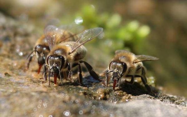 蜜蜂的种类常见（蜜蜂的种类有哪些图片）-第2张图片-新疆蜂业信息网