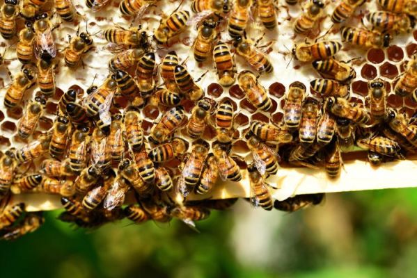 蜜蜂的种类常见（蜜蜂的种类有哪些图片）-第3张图片-新疆蜂业信息网