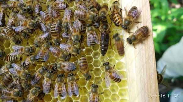 蜜蜂王在蜂箱能交尾吗（蜜蜂蜂王怎样交尾会认识路回箱吗）-第1张图片-新疆蜂业信息网