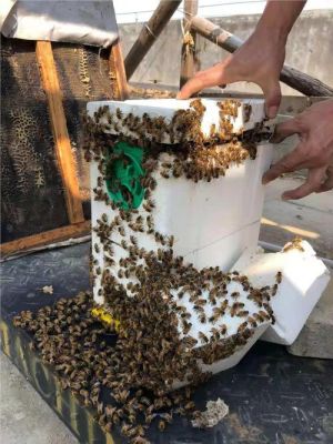 蜜蜂王在蜂箱能交尾吗（蜜蜂蜂王怎样交尾会认识路回箱吗）-第2张图片-新疆蜂业信息网