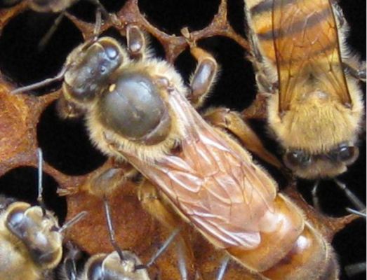 蜜蜂王在蜂箱能交尾吗（蜜蜂蜂王怎样交尾会认识路回箱吗）-第3张图片-新疆蜂业信息网