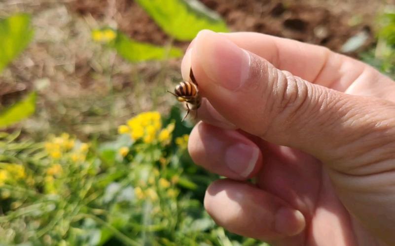 梦到抓蜜蜂多久会产卵（梦见自己抓蜜蜂）-第1张图片-新疆蜂业信息网