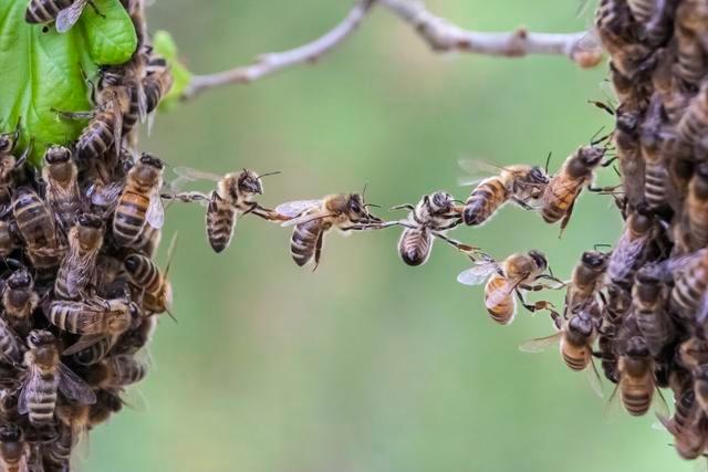 梦到抓蜜蜂多久会产卵（梦见自己抓蜜蜂）-第3张图片-新疆蜂业信息网