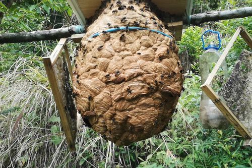 蜜蜂怎样防止胡蜂（养蜜蜂怎样防止胡蜂）-第1张图片-新疆蜂业信息网