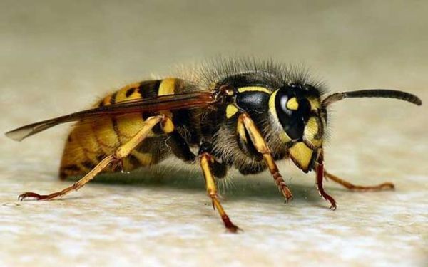 蜜蜂怎样防止胡蜂（养蜜蜂怎样防止胡蜂）-第2张图片-新疆蜂业信息网