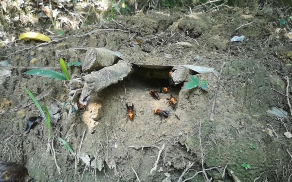 蜜蜂怎样防止胡蜂（养蜜蜂怎样防止胡蜂）-第3张图片-新疆蜂业信息网