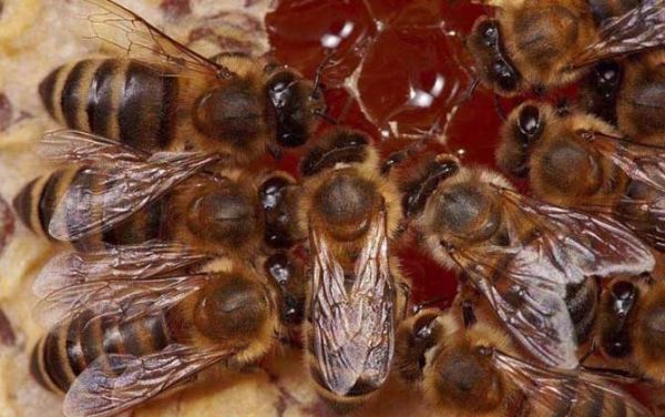 养高加索蜜蜂（高加索蜜蜂优缺点）-第1张图片-新疆蜂业信息网