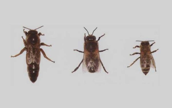 养高加索蜜蜂（高加索蜜蜂优缺点）-第3张图片-新疆蜂业信息网