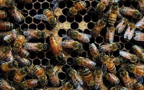养高加索蜜蜂（高加索蜜蜂优缺点）-第2张图片-新疆蜂业信息网