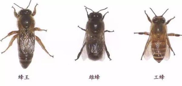 蜜蜂分好多种（蜜蜂分为哪几种蜂种）-第1张图片-新疆蜂业信息网