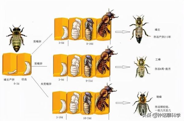 蜜蜂分好多种（蜜蜂分为哪几种蜂种）-第2张图片-新疆蜂业信息网