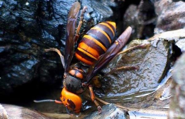 野生蜜蜂有哪些品种（野生蜜蜂属于国家保护动物吗）-第1张图片-新疆蜂业信息网