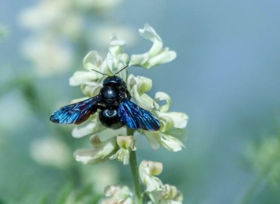 野生蜜蜂有哪些品种（野生蜜蜂属于国家保护动物吗）-第2张图片-新疆蜂业信息网