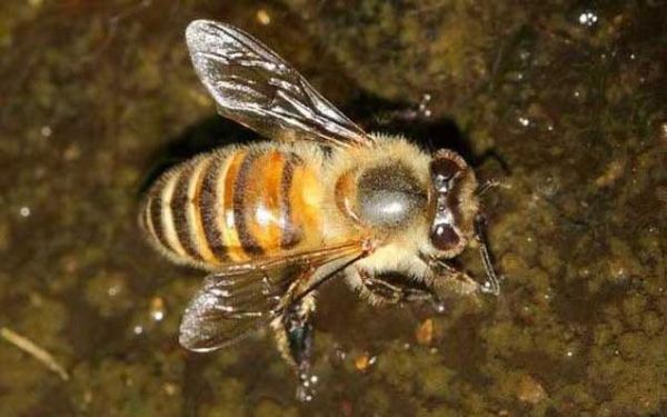 野生蜜蜂有哪些品种（野生蜜蜂属于国家保护动物吗）-第3张图片-新疆蜂业信息网