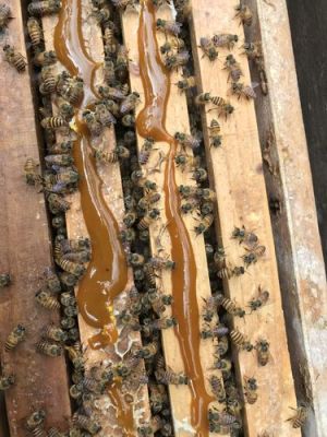 蜜蜂花粉怎么饲（蜜蜂花粉饲喂）-第1张图片-新疆蜂业信息网