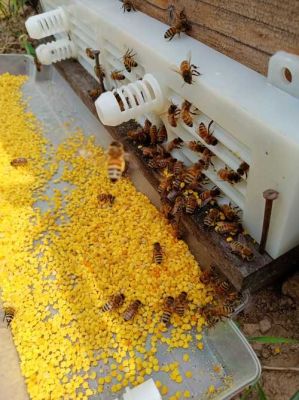 蜜蜂花粉怎么饲（蜜蜂花粉饲喂）-第3张图片-新疆蜂业信息网