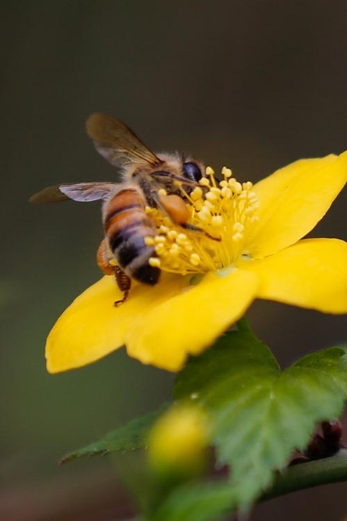 蜜蜂在南方冬天采蜜吗（南方蜜蜂越冬管理）-第1张图片-新疆蜂业信息网