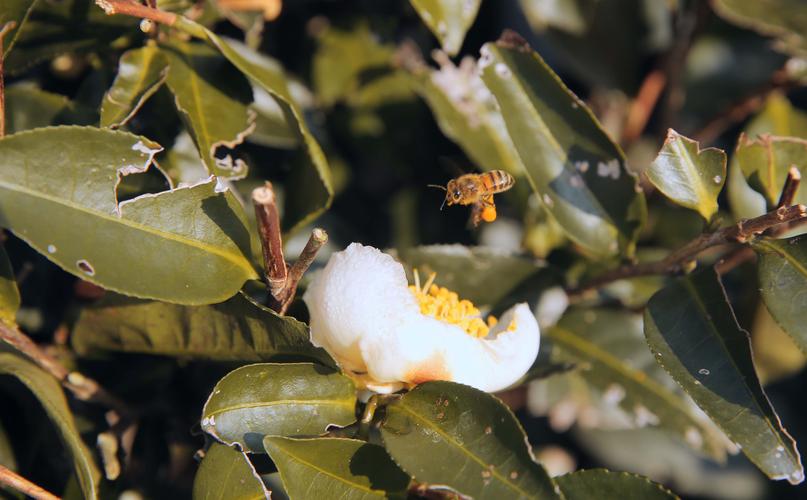 蜜蜂在南方冬天采蜜吗（南方蜜蜂越冬管理）-第3张图片-新疆蜂业信息网