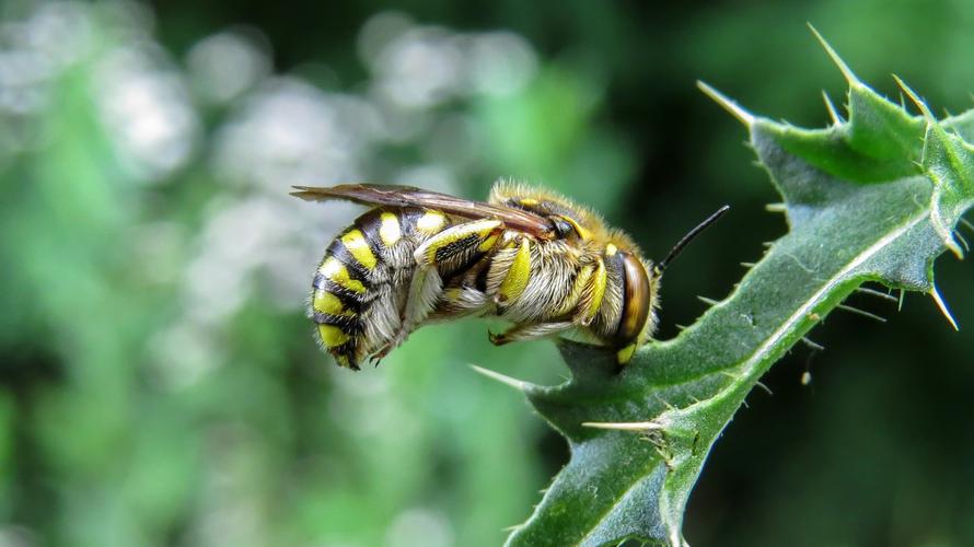 蜜蜂在南方冬天采蜜吗（南方蜜蜂越冬管理）-第2张图片-新疆蜂业信息网