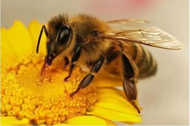 蜜蜂哪两天有蜂蜜（蜜蜂什时候有密）-第1张图片-新疆蜂业信息网