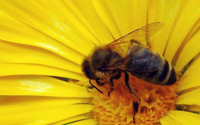 蜜蜂哪两天有蜂蜜（蜜蜂什时候有密）-第2张图片-新疆蜂业信息网