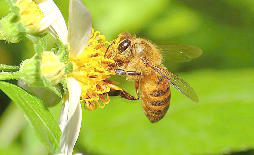 蜜蜂哪两天有蜂蜜（蜜蜂什时候有密）-第3张图片-新疆蜂业信息网