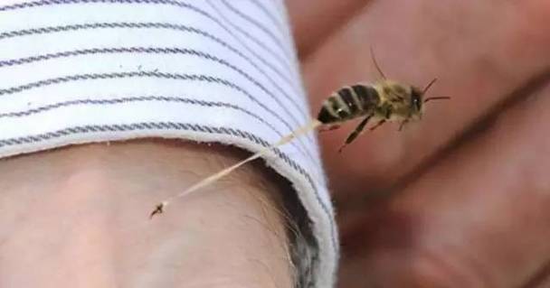 蜜蜂有中毒的症状吗（蜜蜂有中毒的症状吗怎么治）-第1张图片-新疆蜂业信息网