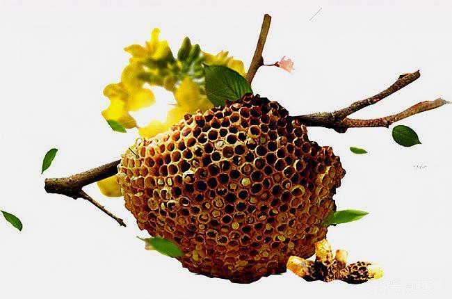 蜜蜂有中毒的症状吗（蜜蜂有中毒的症状吗怎么治）-第2张图片-新疆蜂业信息网