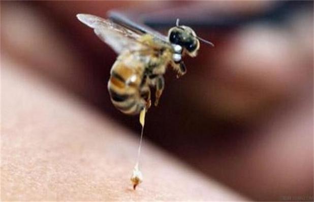 如何打破蜂巢不被蜜蜂蛰（怎么取蜂巢不被蜜蜂蛰）-第1张图片-新疆蜂业信息网