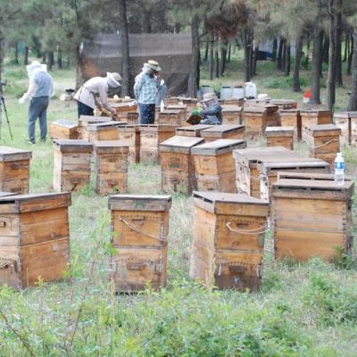 蜜蜂提供的产品其功效（蜜蜂的功劳）-第2张图片-新疆蜂业信息网
