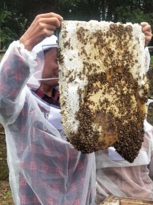 蜜蜂提供的产品其功效（蜜蜂的功劳）-第3张图片-新疆蜂业信息网