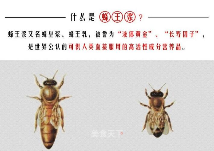 蜂王和蜜蜂有什么区别（蜂王与蜜蜂有什么区别）-第1张图片-新疆蜂业信息网