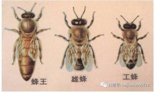 蜂王和蜜蜂有什么区别（蜂王与蜜蜂有什么区别）-第3张图片-新疆蜂业信息网