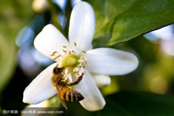 如何让蜜蜂采到柑橘蜜（蜜蜂采柑橘花图片）-第1张图片-新疆蜂业信息网