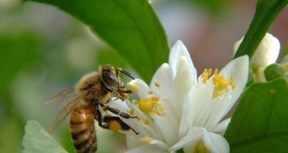 如何让蜜蜂采到柑橘蜜（蜜蜂采柑橘花图片）-第3张图片-新疆蜂业信息网