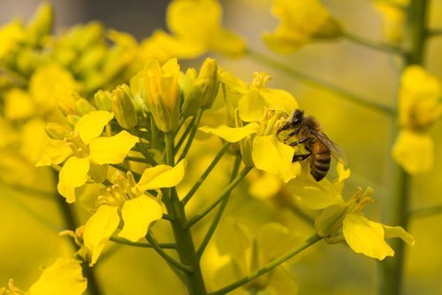 如何让蜜蜂采到柑橘蜜（蜜蜂采柑橘花图片）-第2张图片-新疆蜂业信息网