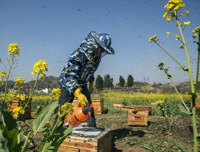 二七区蜜蜂养蜂（郑州养蜂人电话）-第2张图片-新疆蜂业信息网