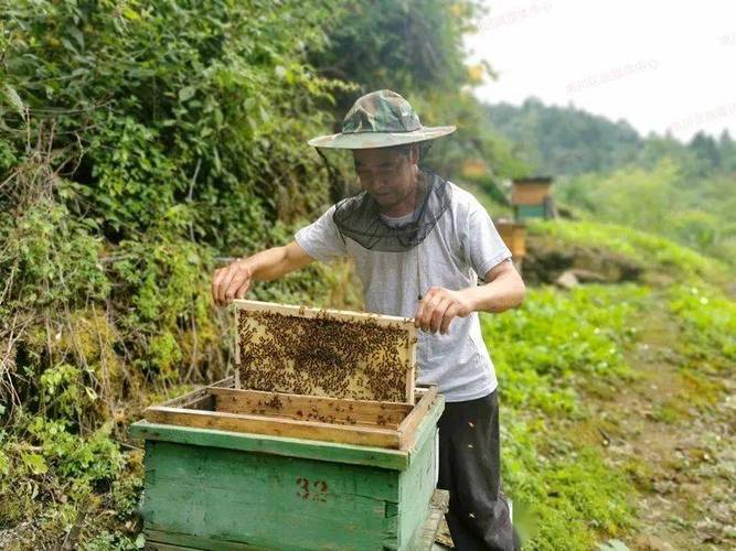 二七区蜜蜂养蜂（郑州养蜂人电话）-第3张图片-新疆蜂业信息网