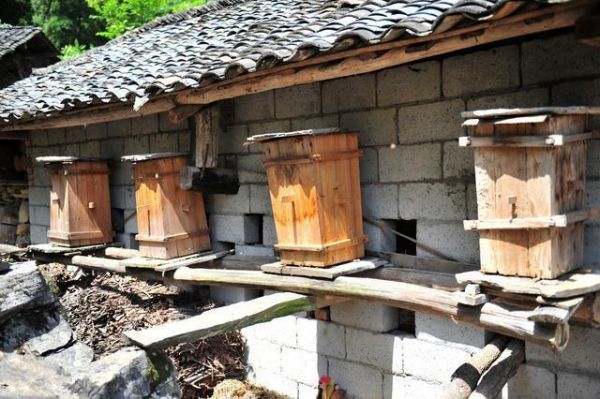 养蜜蜂温度是多少钱（养蜜蜂要多少钱）-第1张图片-新疆蜂业信息网
