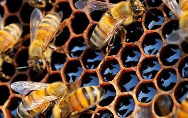 养蜜蜂温度是多少钱（养蜜蜂要多少钱）-第2张图片-新疆蜂业信息网