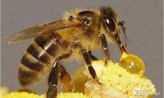 蜜蜂几天分蜂一次（蜜蜂几天分一次分蜂）-第1张图片-新疆蜂业信息网