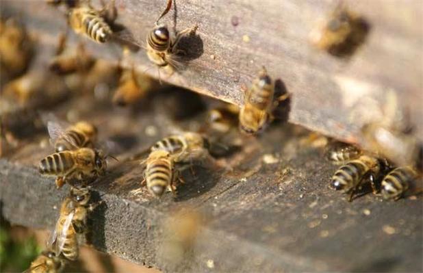 蜜蜂几天分蜂一次（蜜蜂几天分一次分蜂）-第2张图片-新疆蜂业信息网