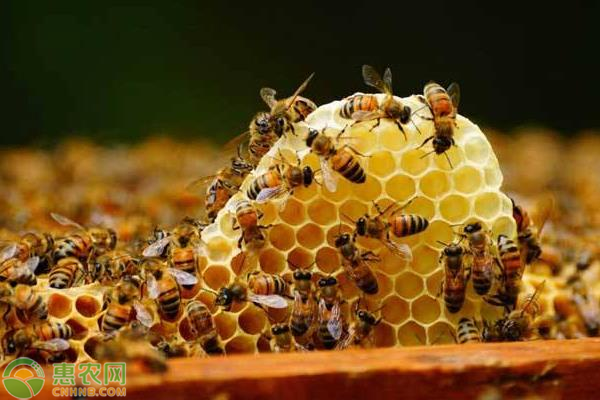 蜜蜂几天分蜂一次（蜜蜂几天分一次分蜂）-第3张图片-新疆蜂业信息网