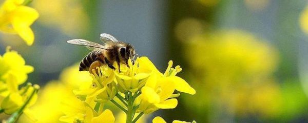 蜜蜂()地采蜜（蜜蜂地采蜜填词）-第1张图片-新疆蜂业信息网