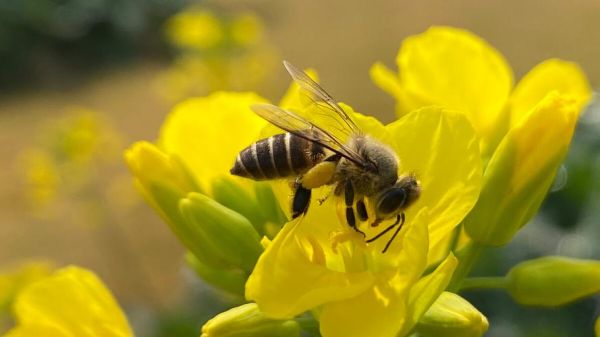 蜜蜂()地采蜜（蜜蜂地采蜜填词）-第2张图片-新疆蜂业信息网