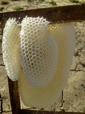 蜜蜂出房是死的（蜜蜂出房是死的还是活的）-第1张图片-新疆蜂业信息网